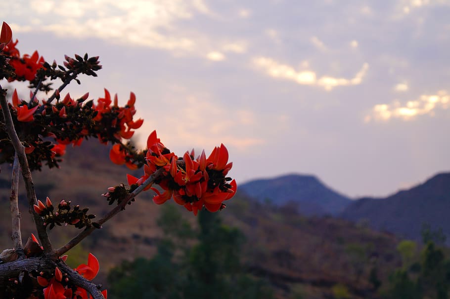india, udaipur, flower, tree, mountain, beauty in nature, plant HD wallpaper