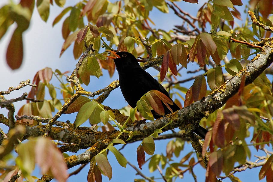 blackbird, tree, nature, animal, spring, walnut, animal wildlife HD wallpaper