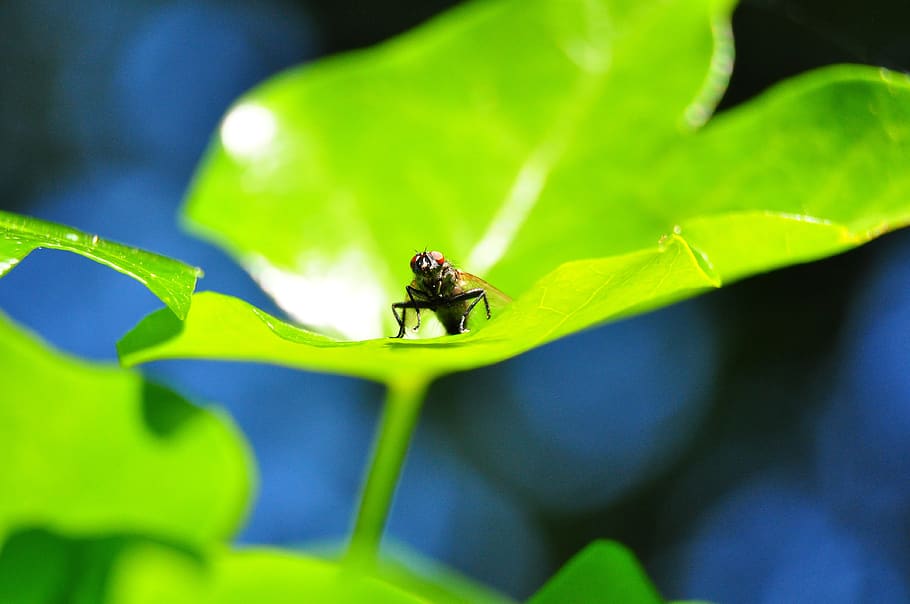fly, leaf, macro, flowers, environment, animal wildlife, invertebrate HD wallpaper