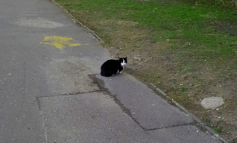 cat, pet, black, white, pavement, grass, grey, green, animal HD wallpaper
