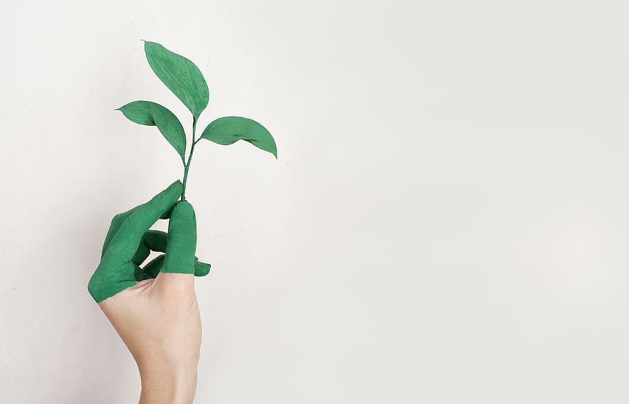 Person's Left Hand Holding Green Leaf Plant, art, close-up, ecology HD wallpaper