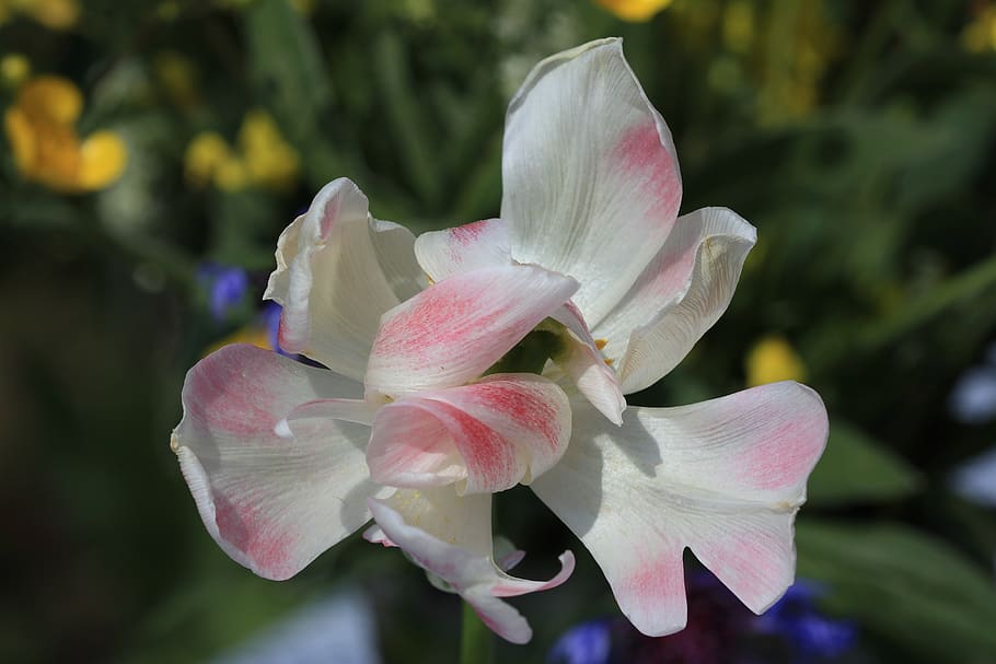 giant tulip, bloom tender, filigree, beautiful, pastel, white pink, HD wallpaper