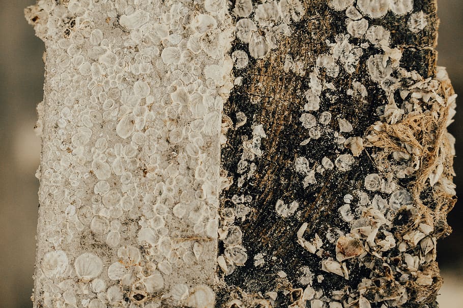 white and black shell artwork, pattern, no people, close-up, full frame HD wallpaper