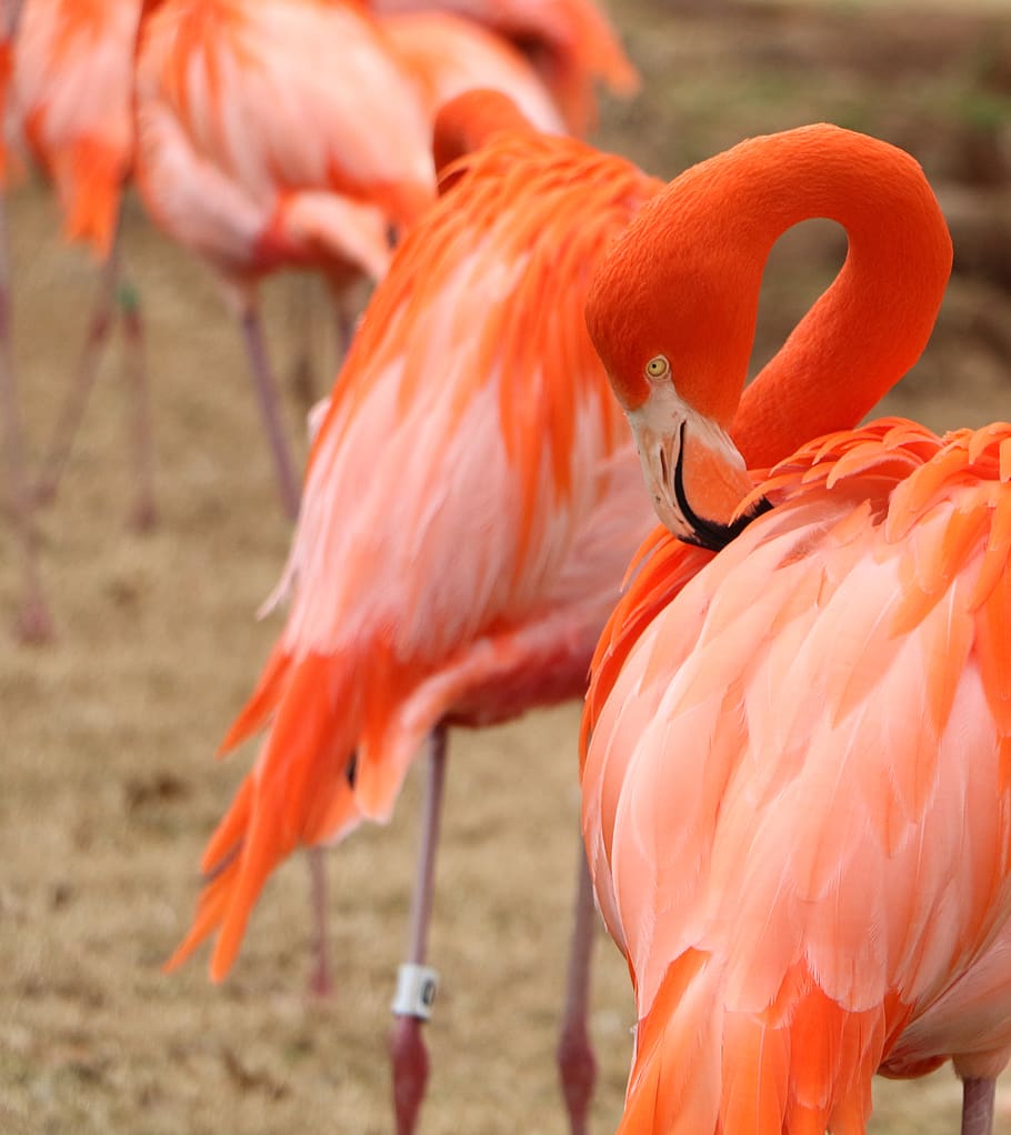 selective focus photography of pink flamingos, bird, animal, zoo, HD wallpaper