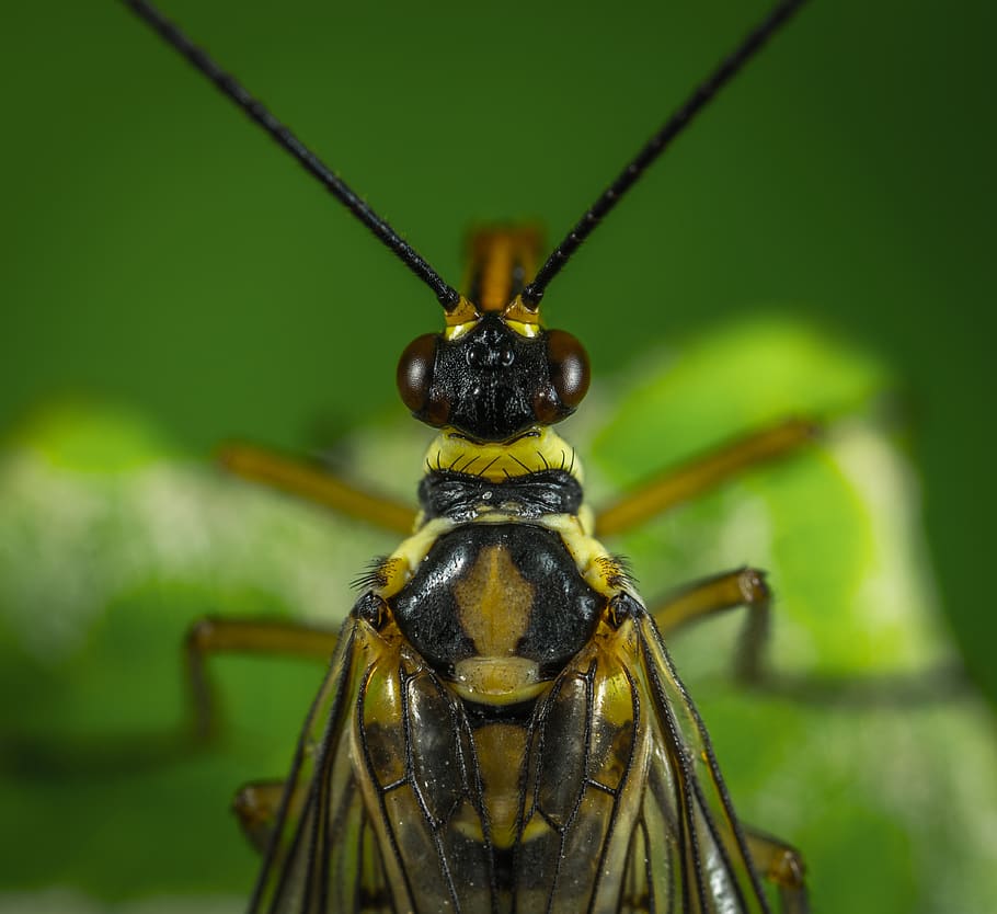 Photography Of Fly, close-up, daylight, eyes, insect, little HD wallpaper