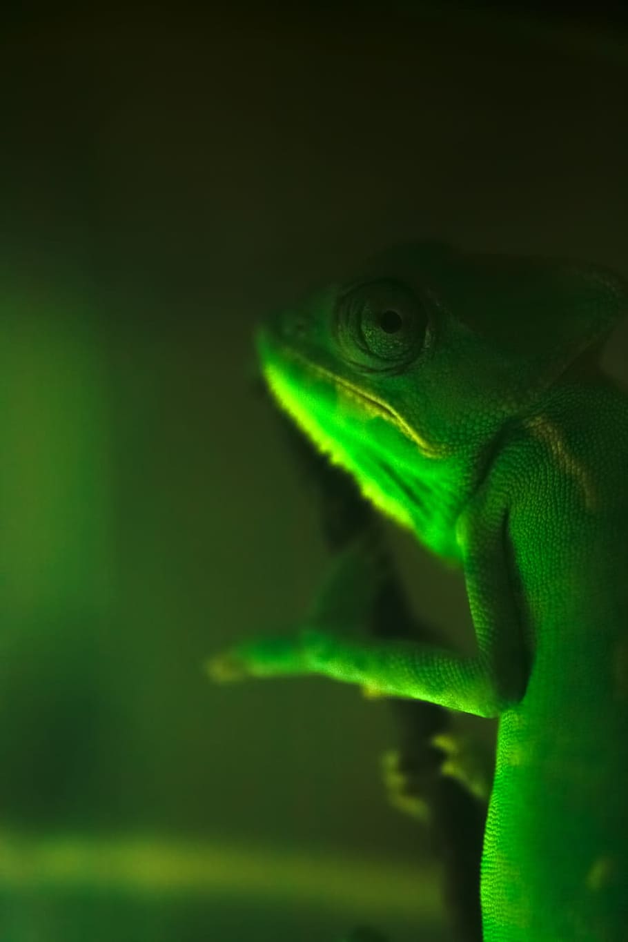 chameleon, pets, lizard, green, leaf, head, camouflage, one HD wallpaper
