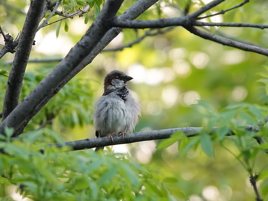 sparrow, bird, spring, nature, vertebrate, animal themes, one animal HD wallpaper