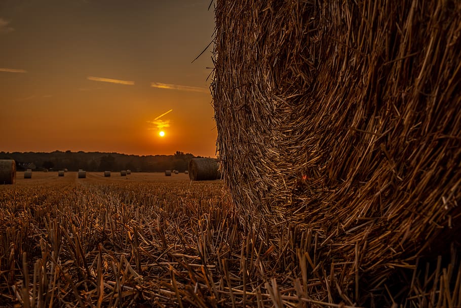 sun, field, pasture, bale, straw, cereals, agriculture, harvest HD wallpaper