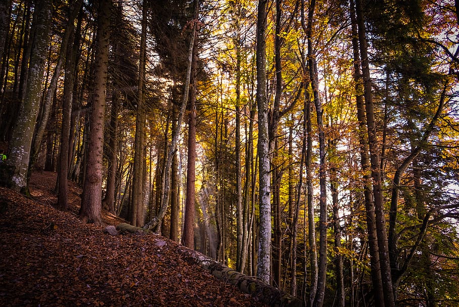 green-leafed tree, plant, outdoors, vegetation, flora, forest HD wallpaper