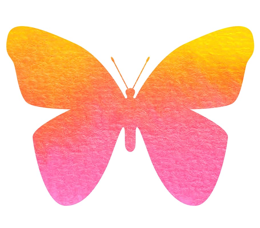 fly, butterfly, nature, graphics, white background, studio shot HD wallpaper
