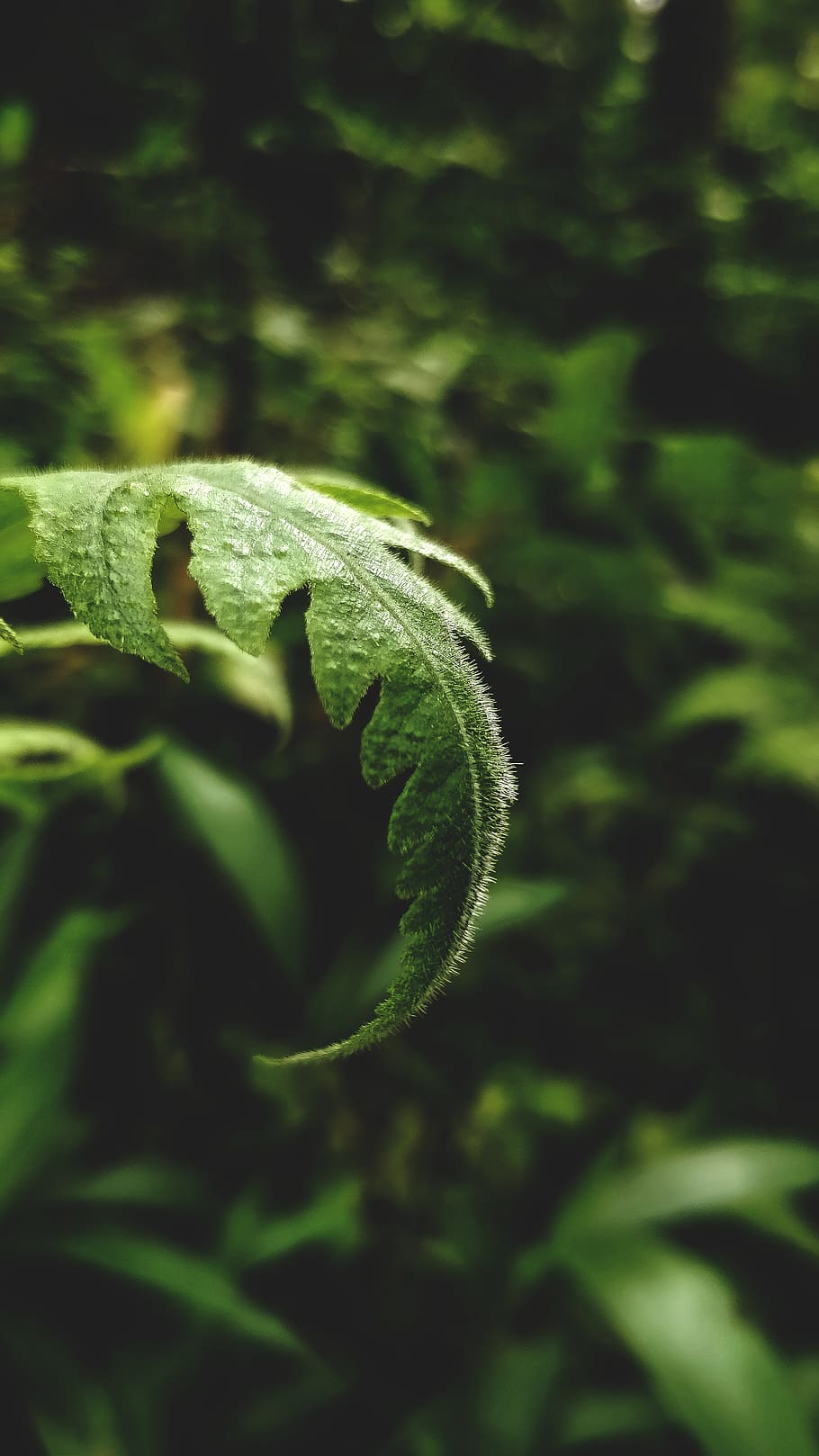 green leaf on macro shot, green color, plant part, nature, growth HD wallpaper