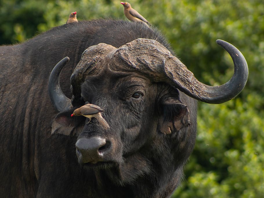 three brown birds perching on water buffalo face and back during daytime