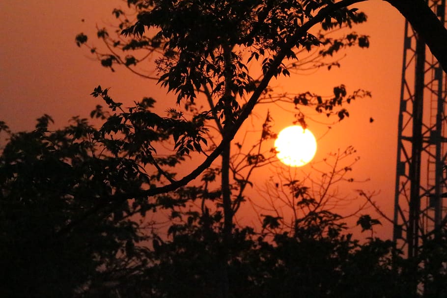 india, balurghat, sunset, sky, beauty in nature, plant, silhouette HD wallpaper