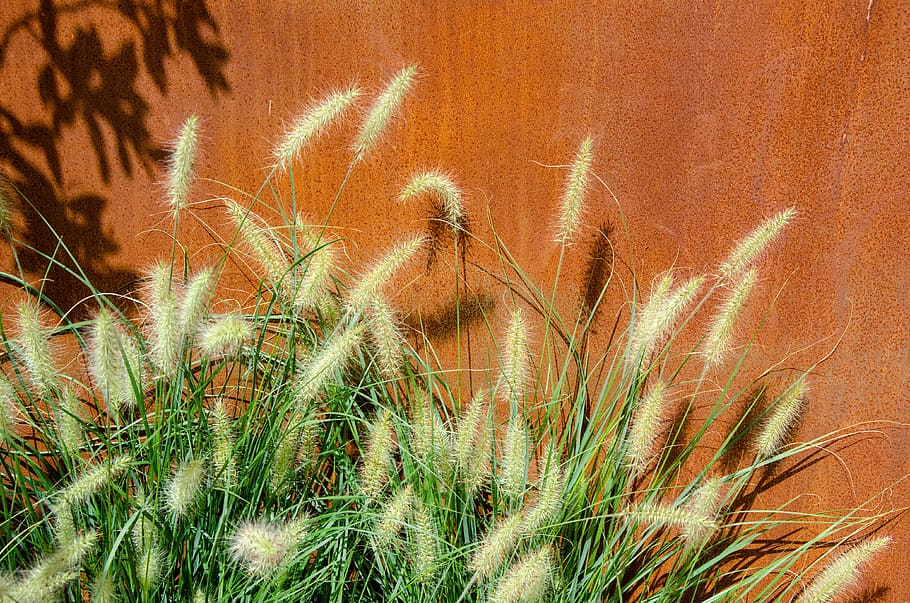 green grass beside brown wall, flora, plant, reed, vegetation HD wallpaper