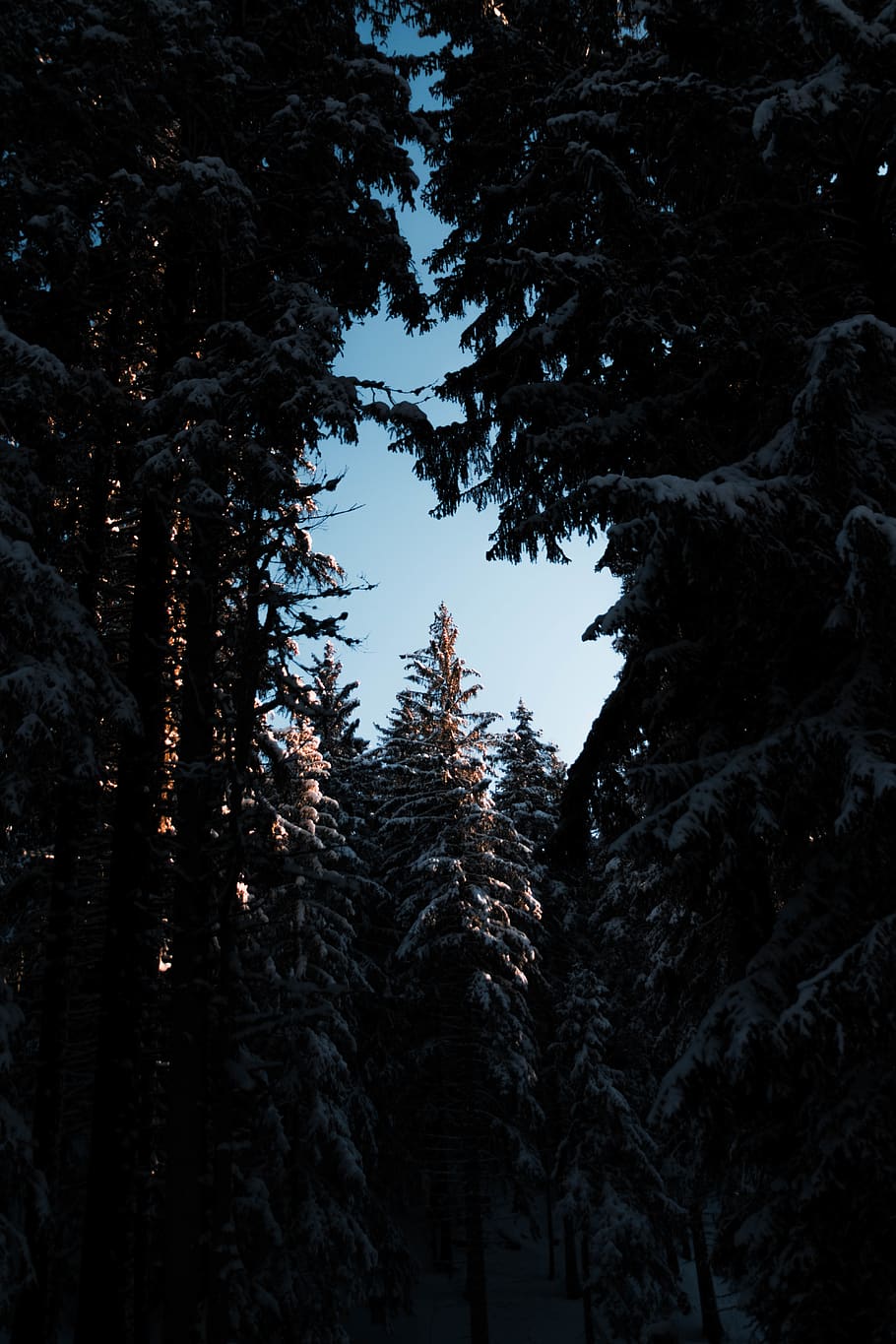 forest under blue sky at daytime, tree, plant, abies, fir, switzerland HD wallpaper