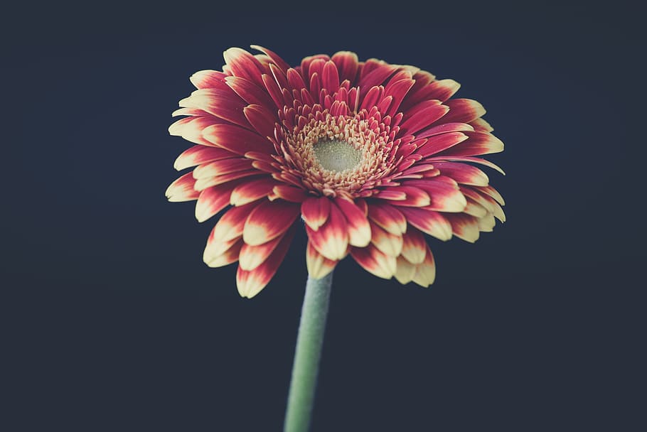 gerbera, flower, blossom, bloom, petals, schnittblume, pistil HD wallpaper