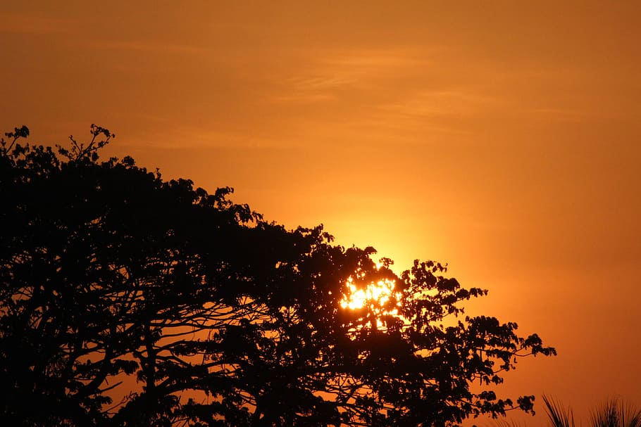 Sunset Illustration, backlit, dawn, dusk, nature, silhouette HD wallpaper