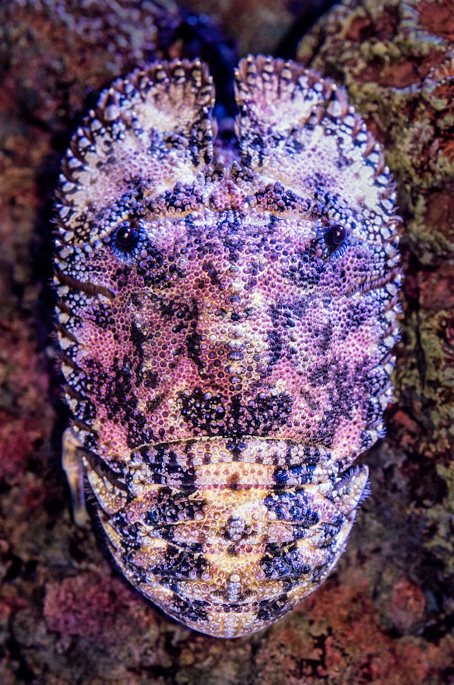 white and multicolored mask decor, close-up, purple, no people HD wallpaper