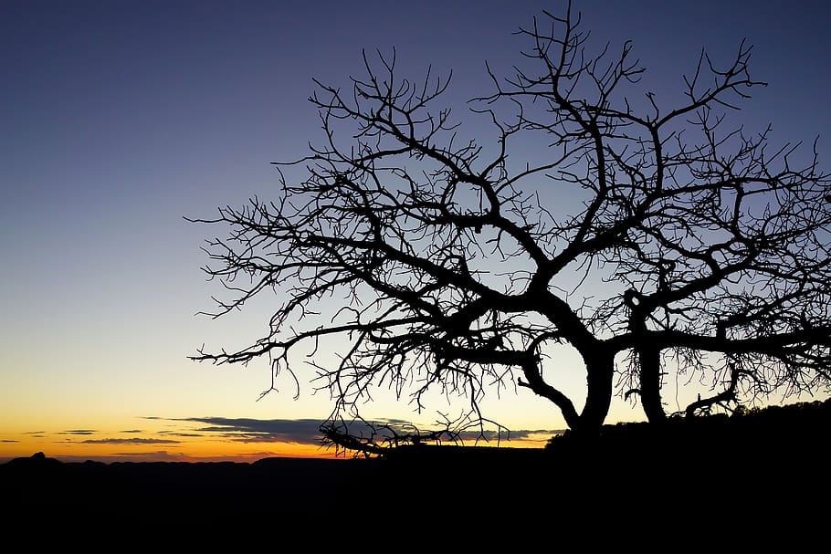 dawn, leafless, tree, nature, sky, branches, landscape, sunrise, HD wallpaper