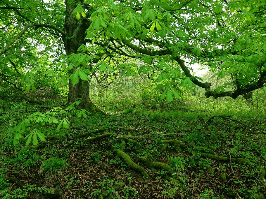 tree, plant, green color, growth, forest, land, tranquility HD wallpaper