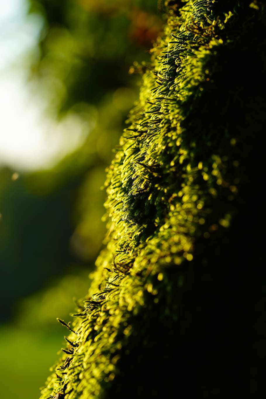 moss, growth, nature, green, cratoneuron filicinum, fern-like strong nerve moss, HD wallpaper