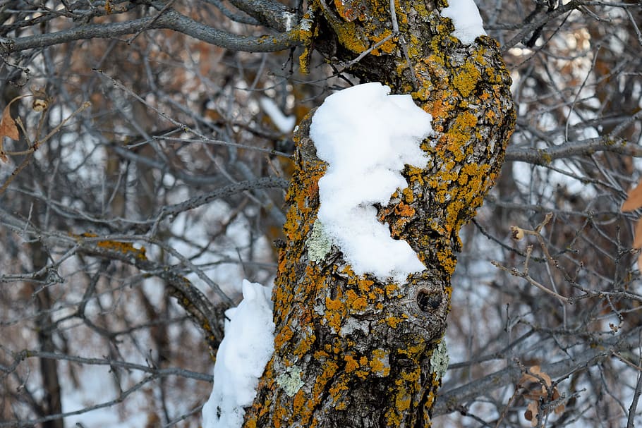 exappiah, tree, snow, winter, cold temperature, plant, nature HD wallpaper