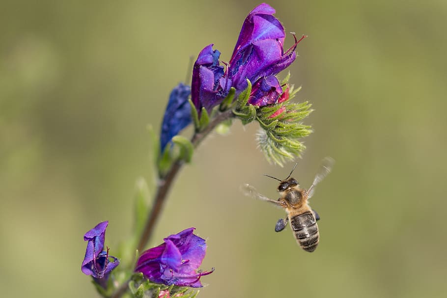bee, flower, fly, insect, bloom, spring, nature, pollen, garden HD wallpaper