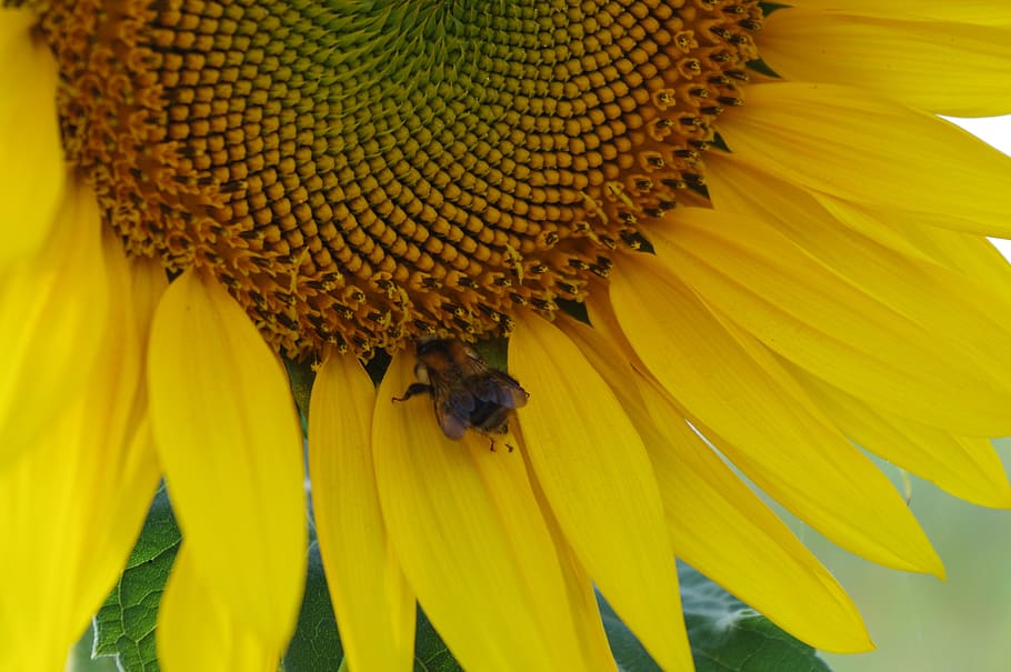 bee, sunflower, summer, insect, invertebrate, animals in the wild HD wallpaper