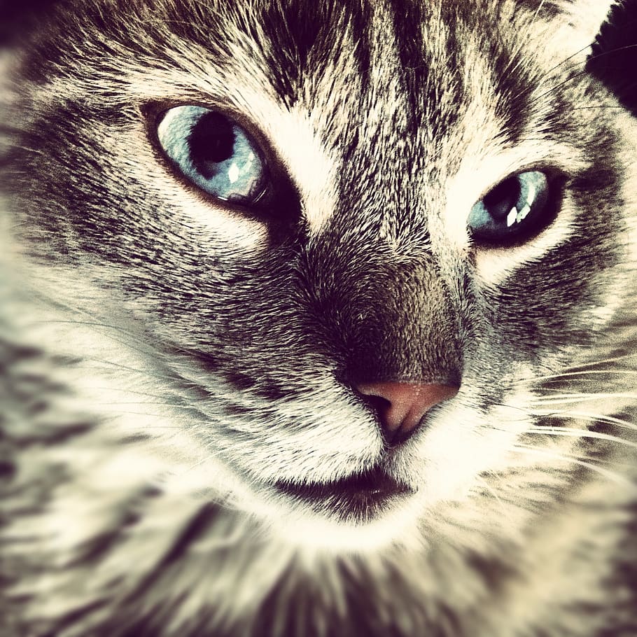 Cat's Face, kitten, pet, animal, one animal, animal themes, mammal HD wallpaper