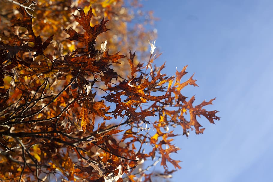 brown leaves on tree, plant, leaf, maple, ashland state park HD wallpaper