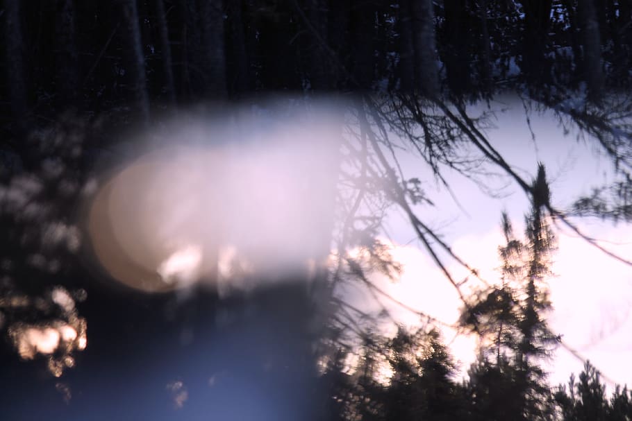 trees, woods, forest, reflections, lights, plant, nature, branch HD wallpaper