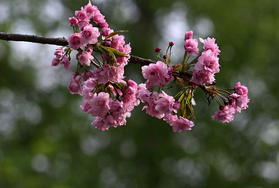 flower, pink, tree, plants, flowering plant, fragility, vulnerability HD wallpaper