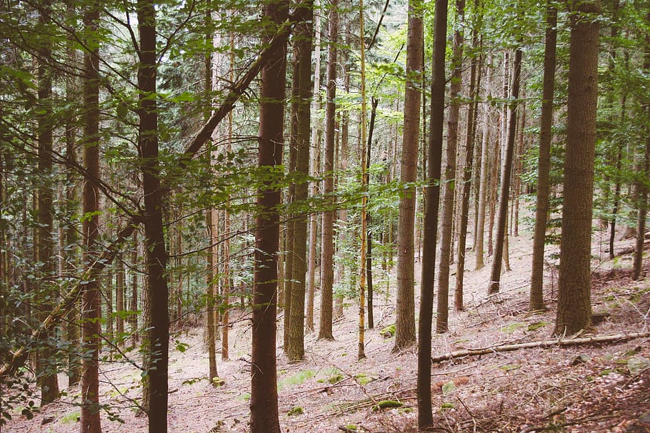 germany, baden-baden, trees, forest, black forest, land, plant HD wallpaper
