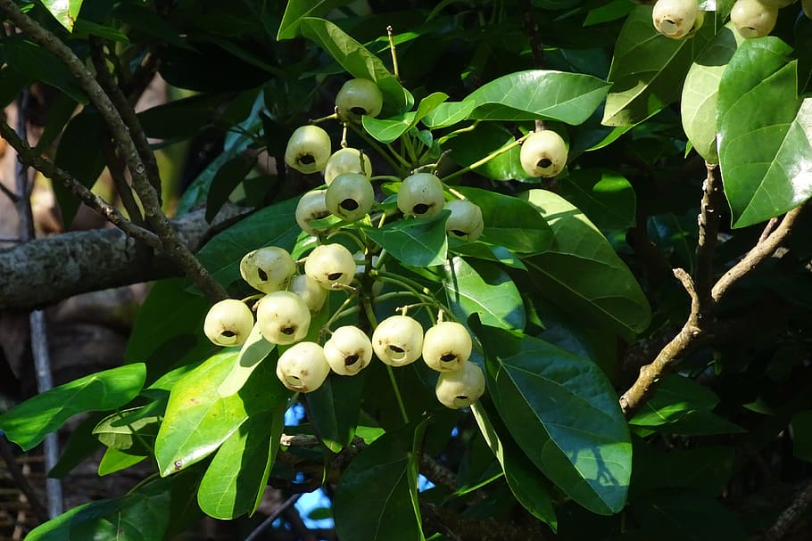 plant, fruit, lantern tree, hernandia peltata, hernandia nymphaeifolia