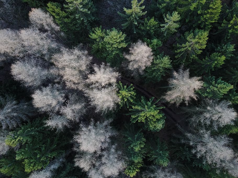 trees, forest, germany, wood, drone, dronephotography, drohne, HD wallpaper