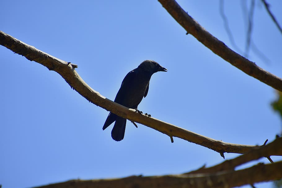 crows, rook, black, birds, pen, animal themes, animal wildlife HD wallpaper