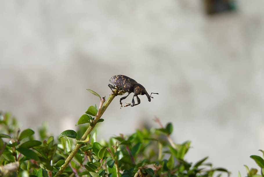 nature, insect, animal themes, animals in the wild, invertebrate HD wallpaper
