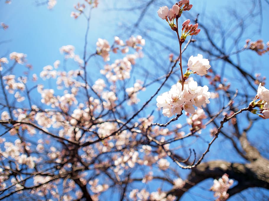 canada, toronto, high park, tree, blue, blossoms, white, plant HD wallpaper