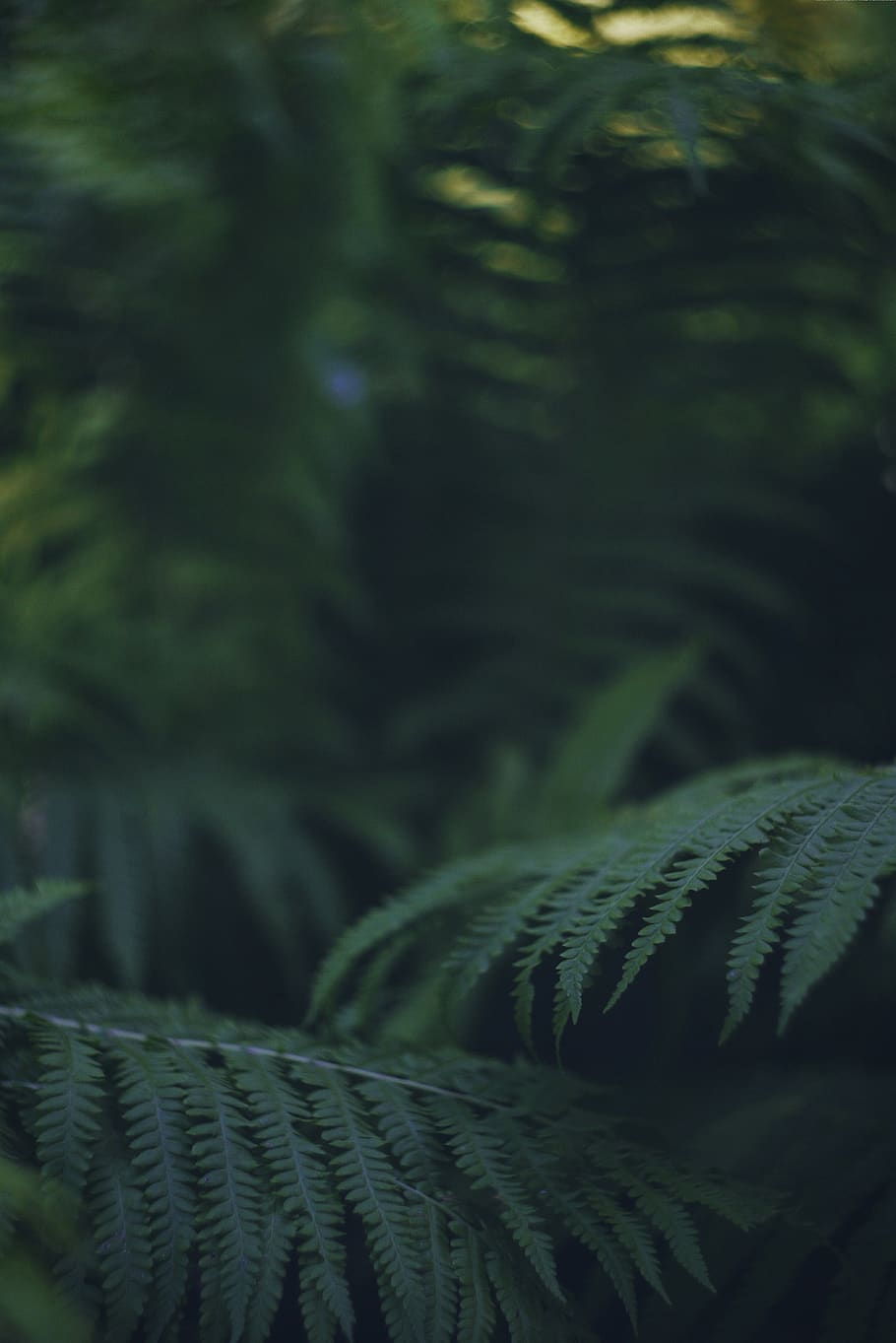 green fern, plant, snake, reptile, animal, vegetation, bush, leaf HD wallpaper