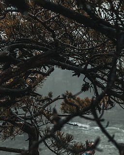 brown tree during daytime, plant, conifer, fir, abies, pine, animal HD wallpaper