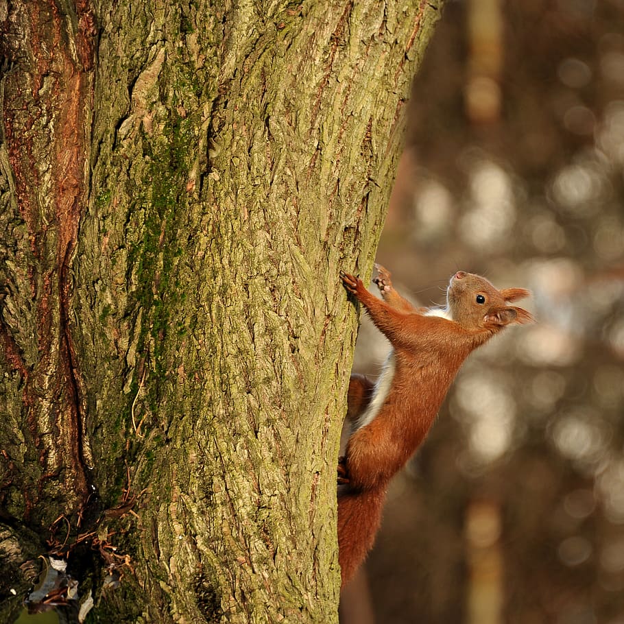 squirrel, animal, nature, tree, garden, animal themes, trunk HD wallpaper