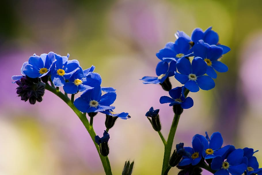 spring, nature, bloom, flora, beauty, close, colorful, bella HD wallpaper