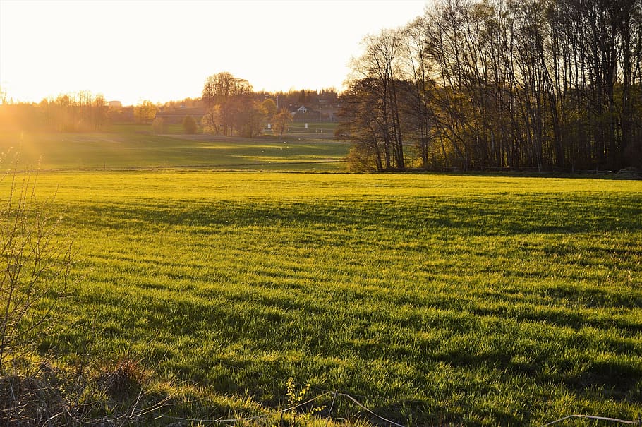 sweden, värnamo, grass, sunset, sunshine, green, evening, nature HD wallpaper