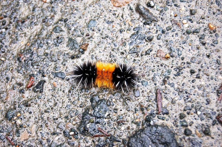 juneau, united states, mendenhall glacier, insect, orange, alaksa, HD wallpaper