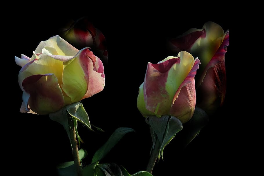 rose, yellow, red, shadow, blossom, bloom, flower, nature, romance HD wallpaper