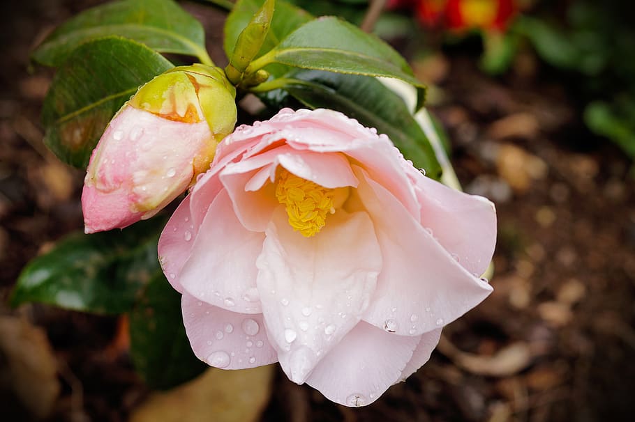 flower, rosa, floral, spring, flowers, nature, romance, beauty HD wallpaper