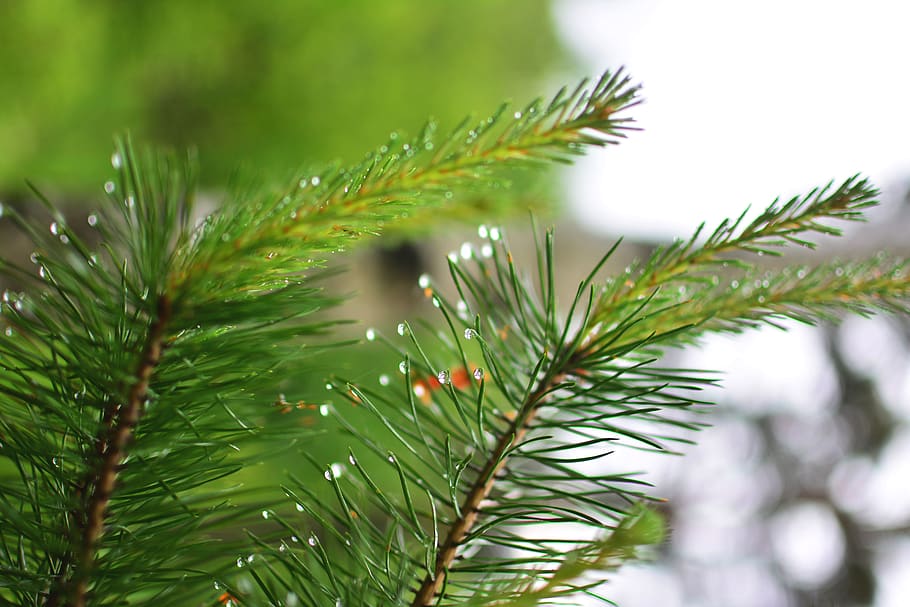 pine, scotch fir, pine-tree, rain, rain drop, raindrop, water drop HD wallpaper