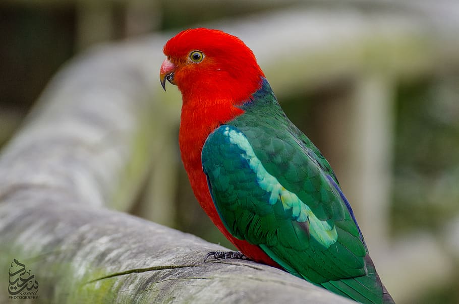 australia, melbourne, australian king parrot, amazing, animal