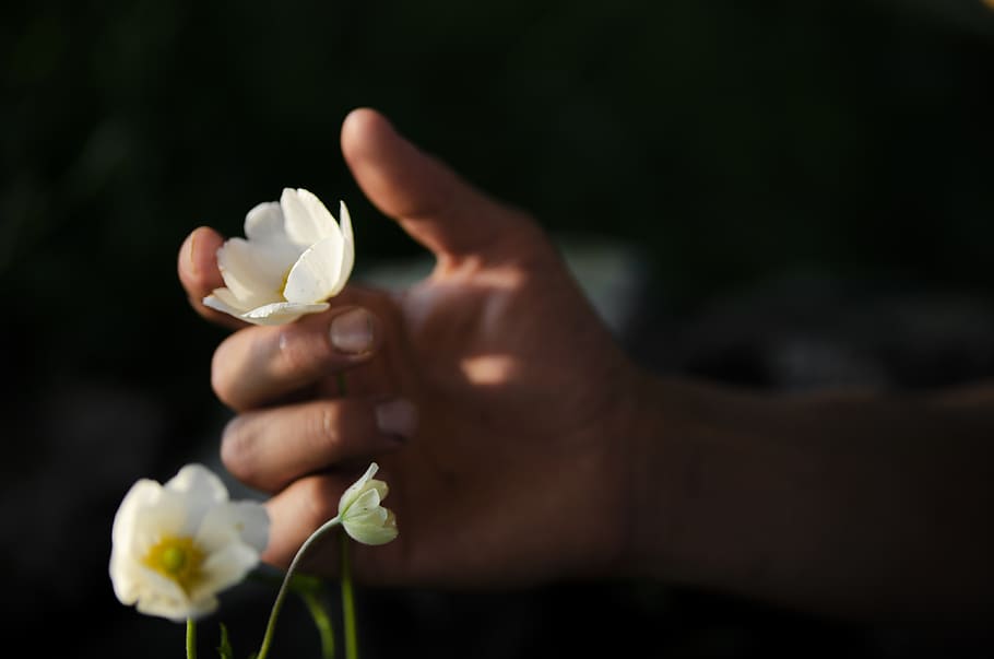 flower, hand, garden, feeling, contact, communication, sensibility, HD wallpaper