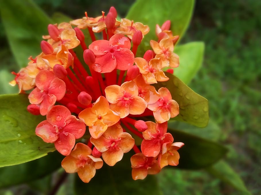 flowers, bangladesh, nature, natural, village, peace, love, HD wallpaper